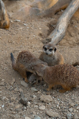 A meerkat family interacts on the ground, with two adults tending to a tiny pup while another looks on watchfully.