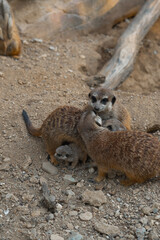 A meerkat family interacts on the ground, with two adults tending to a tiny pup while another looks on watchfully.