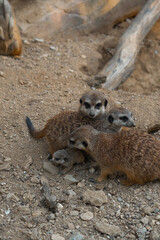 A meerkat family interacts on the ground, with two adults tending to a tiny pup while another looks on watchfully.