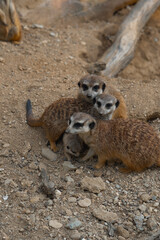 A family of meerkats huddles together on sandy, rocky ground, with a tiny pup nestled safely between the watchful adults.