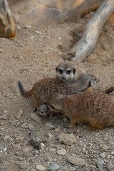 A meerkat family interacts on the ground, with two adults tending to a tiny pup while another looks on watchfully.