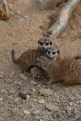 A family of meerkats huddles together on sandy, rocky ground, with a tiny pup nestled safely between the watchful adults.