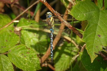 Migrant Hawker dragonfly on a twig