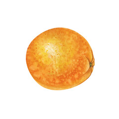 The round orange is hand-drawn. Watercolor illustration of a ripe fruit isolated on a white background. Clipart.