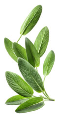 Obraz premium flying green sage leaves isolated on a transparent white background, clipping path