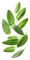 Naklejka premium flying green sage leaves isolated on a transparent white background, clipping path