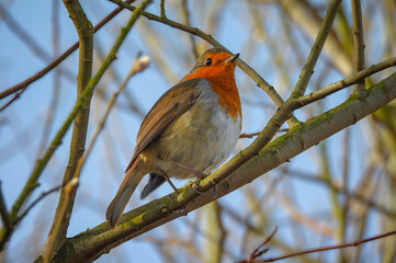 robin perched on a branch