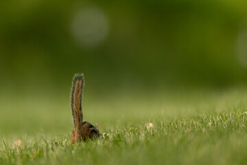 Eastern chipmunk, Tamias striatus, just tail, in Minnesota.