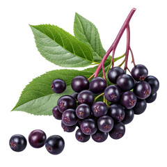 Fototapeta premium Black Elderberry Branch with Leaves Isolated on Transparent Background, Sambucus nigra, Herbal Remedy, Elderberry, Berry, Natural