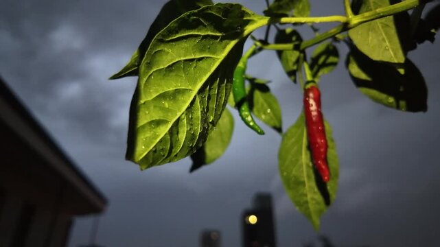 Growing red and green chili papper on tree