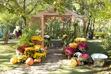 Interior of a illuminated greenhouse with pumpkins, plants and flowers chrysanthemums in pots at...