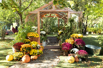 Interior of a illuminated greenhouse with pumpkins, plants and flowers chrysanthemums in pots at...