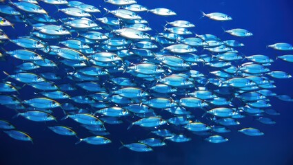  School of Silver Fish in the Deep Blue Sea