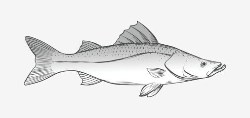 Fototapeta premium hand drawing or sketch of a snook fish, monochrome, black and white. illustration of a snook fish, print art, fish vector design.