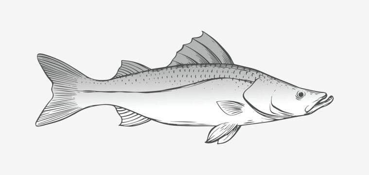hand drawing or sketch of a snook fish, monochrome, black and white. illustration of a snook fish, print art, fish vector design.