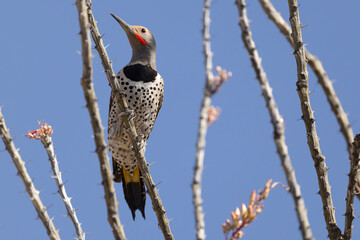 Gilded flicker, Colaptes chrysoides perched in Arizona.