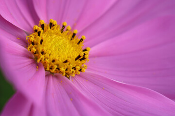 Closeup of a pink cosmos flower in bloom