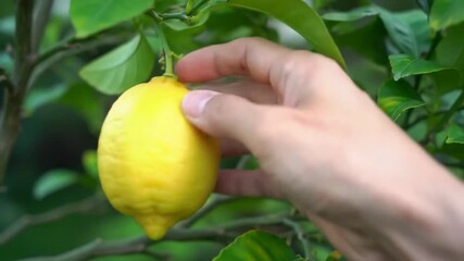 Hand rotating fresh lemon against green leaves - Powered by Adobe
