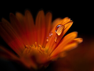 Macro Orange Flower Petal with Water Droplets close-up