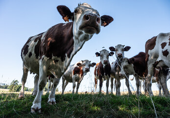 Cows in green meadows of Wallon farmland around Neufchateau, Belgium