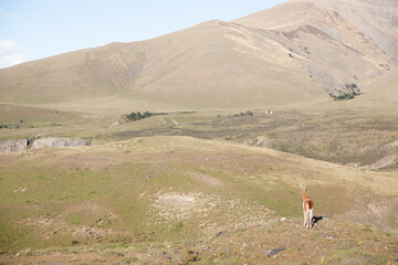 Guanaco from Torres del Paine National Park, Chile