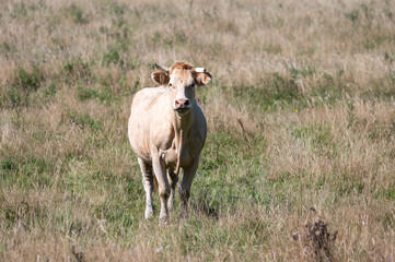 Calf in green meadows of Wallon farmland around Neufchateau, Belgium