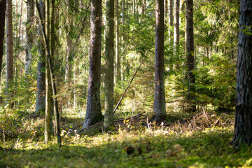 Serene Lithuanian forest with tall pines, moss-covered ground, and lush greenery creating a peaceful, untouched atmosphere.