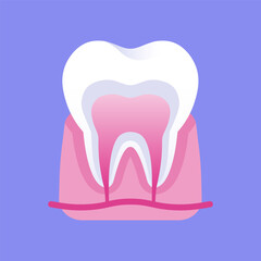 Healthy tooth anatomy vector illustration on purple background.