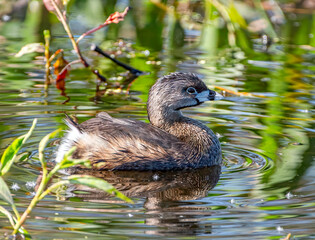 Pied-billed Grebe