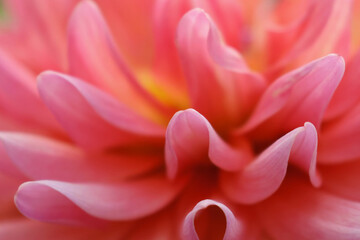 Obraz premium Pink Dahlia Petals, Macro