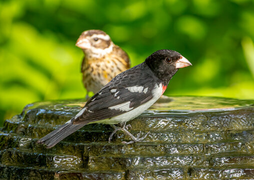 Rose-breasted Grosbeak Pair