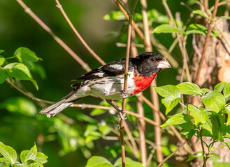 Male Rose-breasted Grosbeak