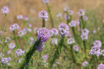 Rocky Mountain Beeplant close-up