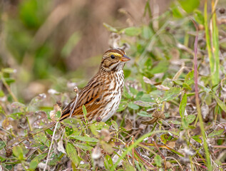 Savannah Sparrow