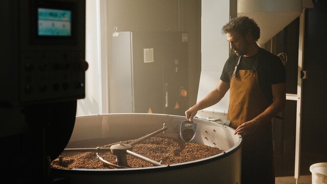 Caucasian male with curly hair wearing brown apron standing near large roasting drum. Scooping freshly roasted coffee beans. Inspecting batch quality while working in sunlit coffee production room.