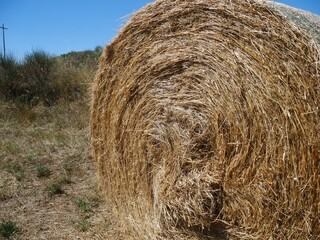 Golden hay bale basking under summer sunshine