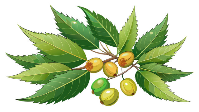 Medicinal neem leaves with fruits isolated on white glossy background