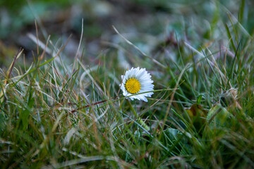 Close-up of daisy flower in spring