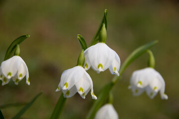 Close-up of spring snowflake