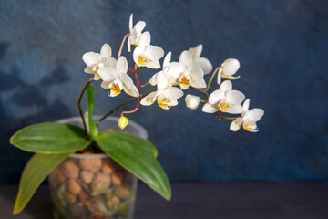 White blooming mini phalaenopsis orchid on a dark background