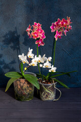 Blooming mini orchids in pots
