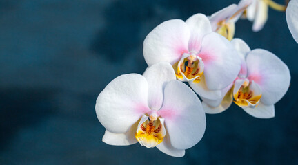 White phalaenopsis orchid flowers on dark background