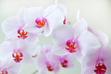 Lush white phalaenopsis orchid flowers on white background