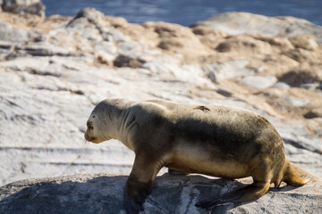 South American sea lion colony on Beagle channel