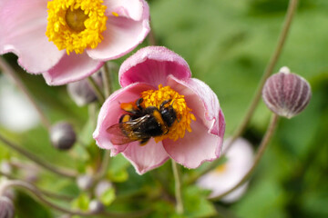 A bumblebee collects pollen from an anemone flower. 
Japanese anemone, anemone, Anemone.
A perennial rhizomatous plant. The genus anemone belongs to the buttercup family (Ranunculaceae). 
