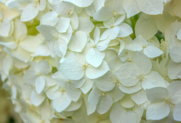 Close-up texture of White Hydrangea flowers. Blooming white Hydrangea in full bloom background.