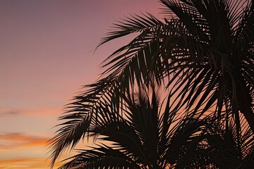 palm trees at sunset