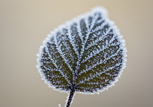 Macro shot of a single leaf’s vein structure coated with frost or light snow, isolated on a cream-toned background.