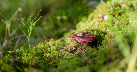 Fototapete bei efototapeten.de bestellen   