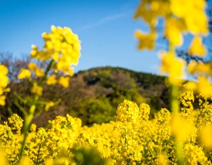 Obraz premium Vibrant yellow flowers, hill backdrop
